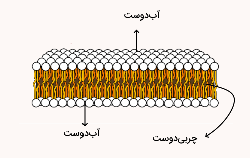 دو لایه آب دوست و لایه چربی دوست بین آن ها دو لایه لیپیدی امفی پاتیک
