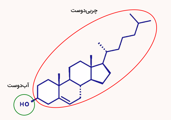 مولکول شیمیایی کلسترول با دو واژه چربی دوست و آب دوست