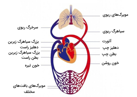 دستگاه گردش خون شامل گردش خون ریوی و گردش خون سیستمیک است 