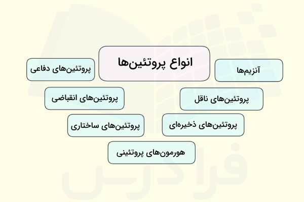 انواع پروتئین های موجود در جانداران