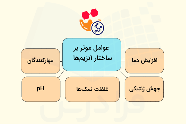 عوامل موثر بر ساختار آنزیم 