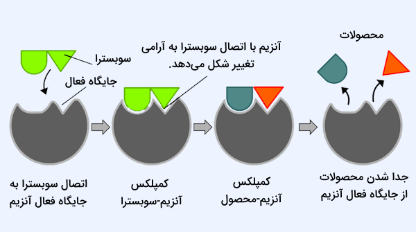 روند فعالیت آنزیم ها