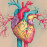 دستگاه گردش خون – از صفر تا صد + اجزا و عملکرد