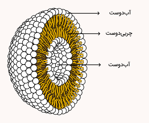 یک کره لیپوزوم که از سطح و هسته آب دوست و لایه میانه چربی دوست تشکیل شده