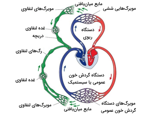 همکاری سیستم لنفاوی با دستگاه گردش خون 