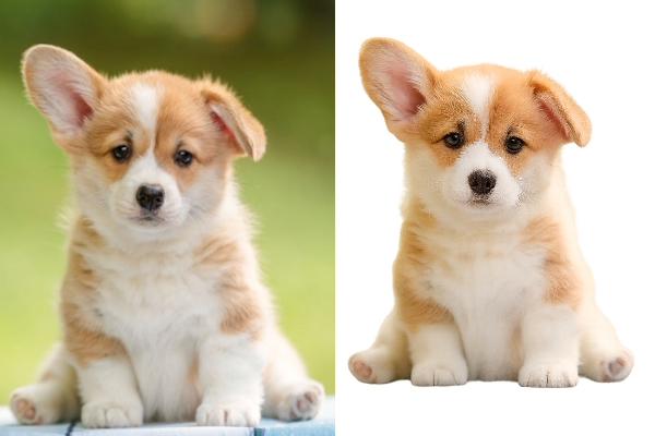 عکس سگ با پس زمینه و بدون پس زمینه