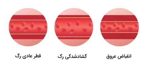 انقباض و اتساع عروق - دستگاه گردش خون