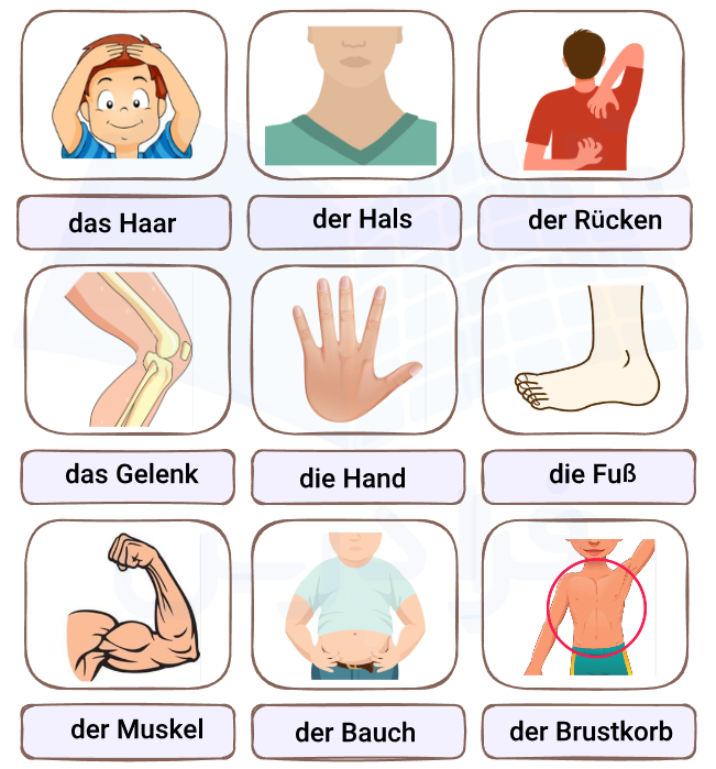 اعضای اصلی بدن به آلمانی