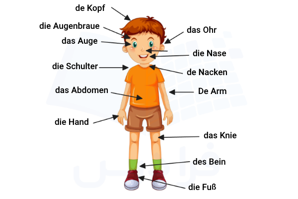 اعضای بدن به آلمانی