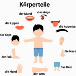 اعضای بدن به آلمانی – لیست کامل ۱۰۰+ واژه کاربردی با تلفظ و ترجمه