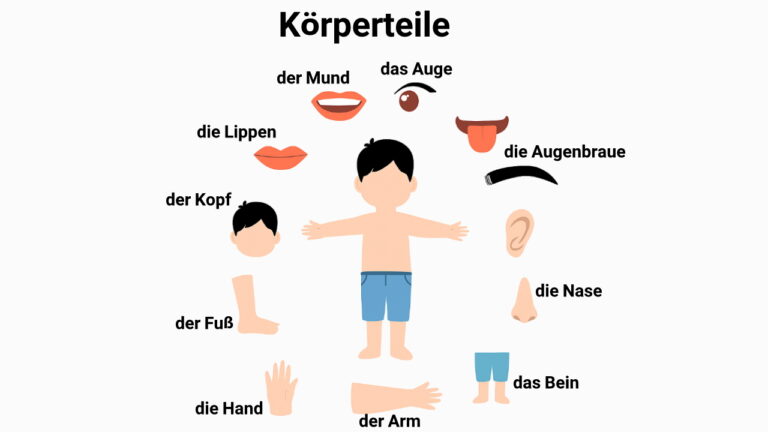 اعضای بدن به آلمانی – لیست کامل ۱۰۰+ واژه کاربردی با تلفظ و ترجمه