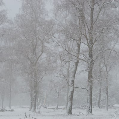 تصویر جنگل مه‌آلود