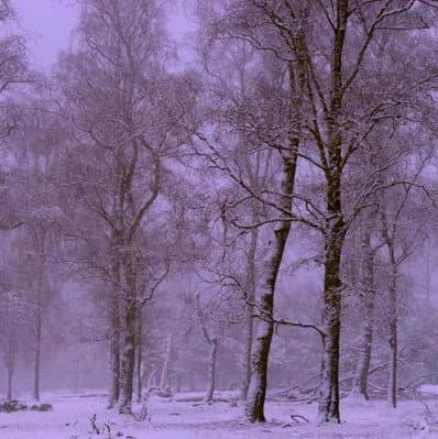 جنگل مه‌آلود بعد از اجرای تکنیک کشش کنتراست