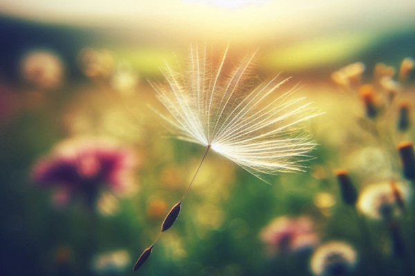 قاصدکی در حال پخش کردن بذر خود در طبیعتی زیبا