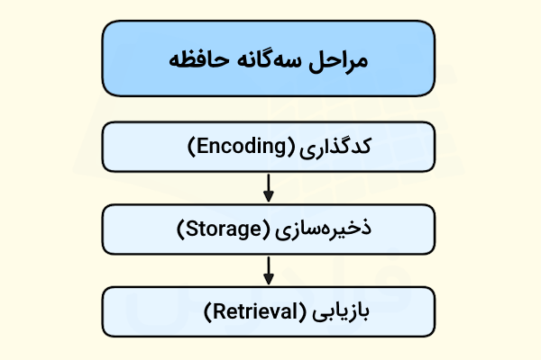 نمودار درختی از مراحل سه گانه حافظه شامل مرحله کدگذاری، مرحله ذخیره‌سازی و مرحله بازیابی