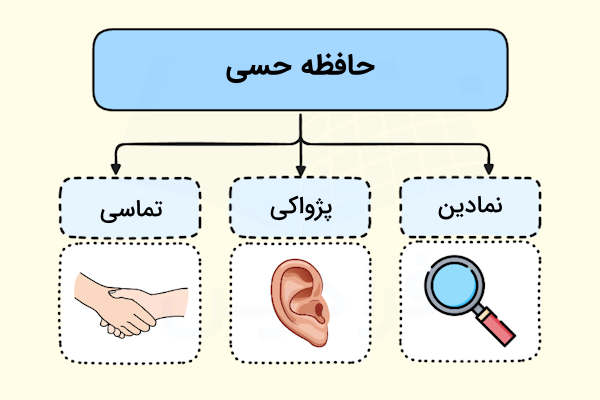 نموداری درختی از مؤلفه‌های تشکیل‌دهنده حافظه حسی 