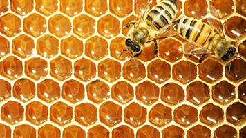 حل مسائل خوشه‌بندی با استفاده از الگوریتم کلونی زنبور عسل مصنوعی