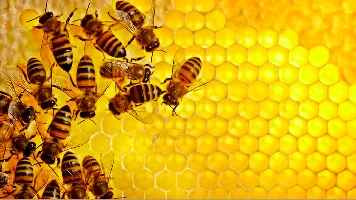 رویکرد هوش ازدحامی با استفاده از کلونی زنبور عسل مصنوعی برای حل مسائل بهینه‌سازی