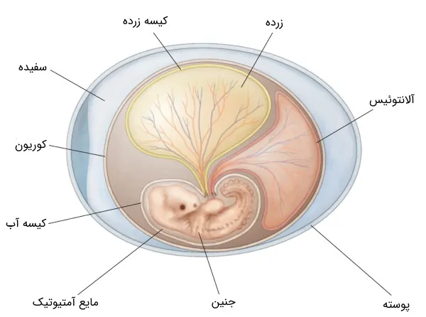ساختار کلی تخم در پستانداران