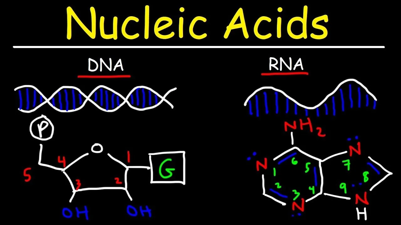 اسید نوکلئیک ، انواع و ساختار | به زبان ساده