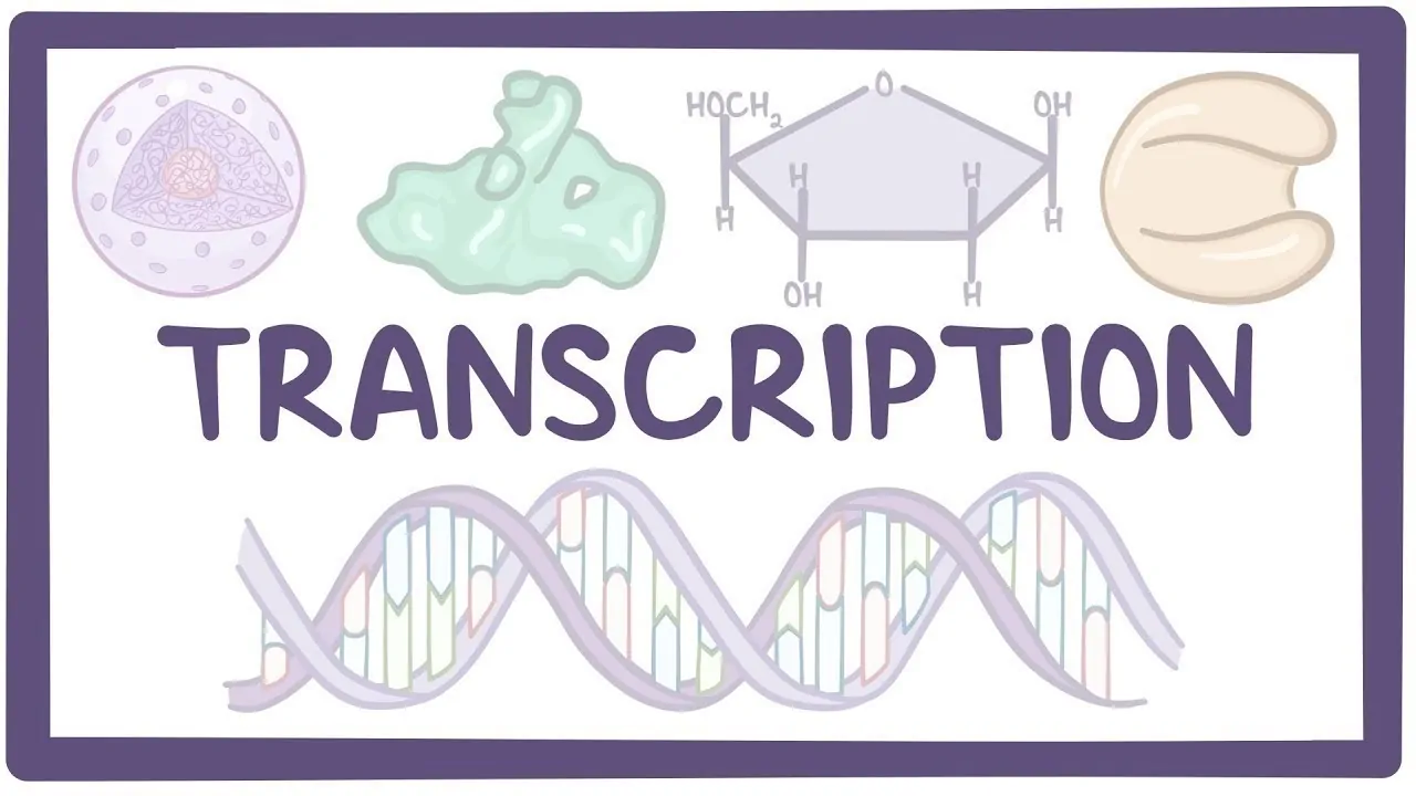 رونویسی و سنتز RNA — به زبان ساده