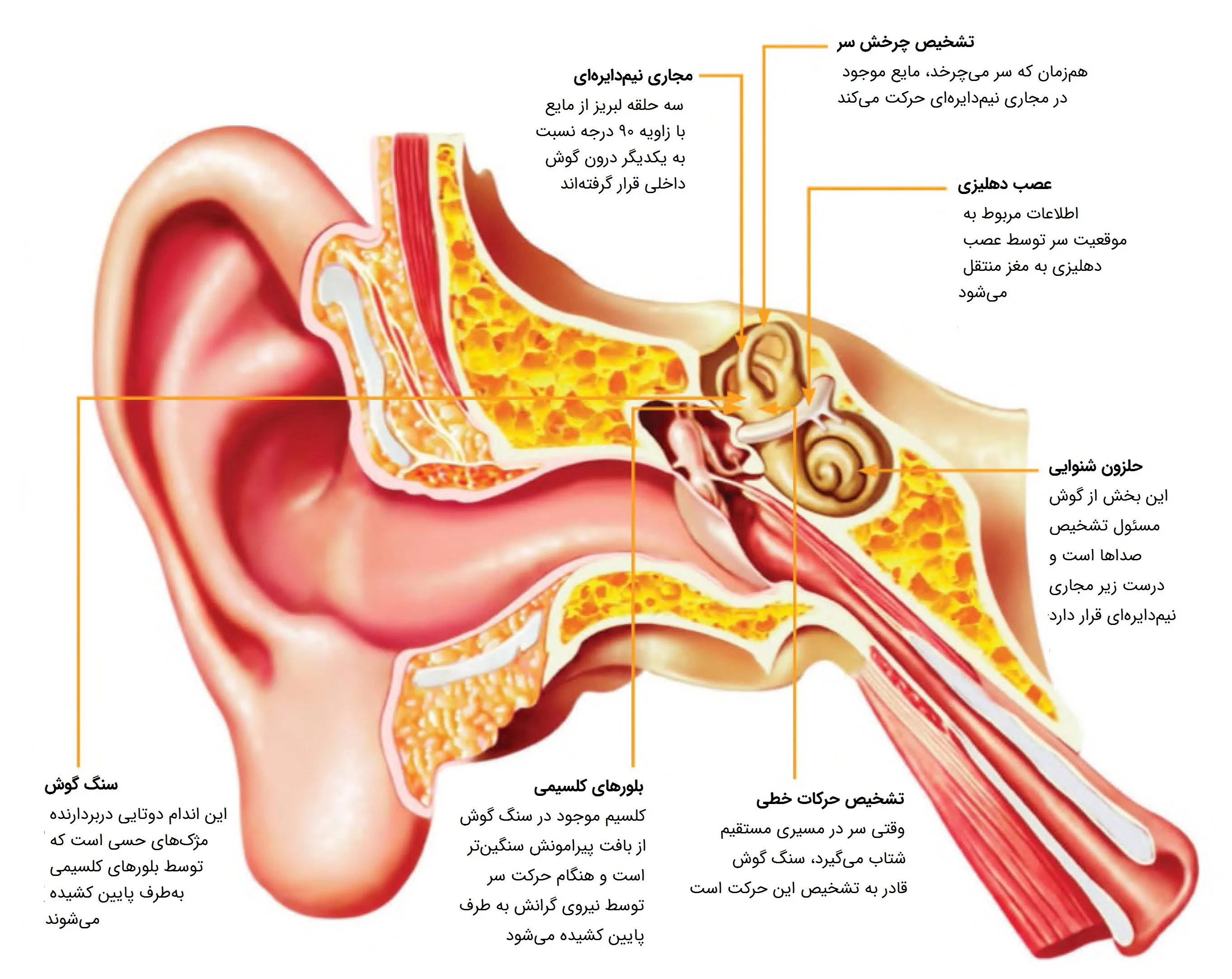 گوش داخلی