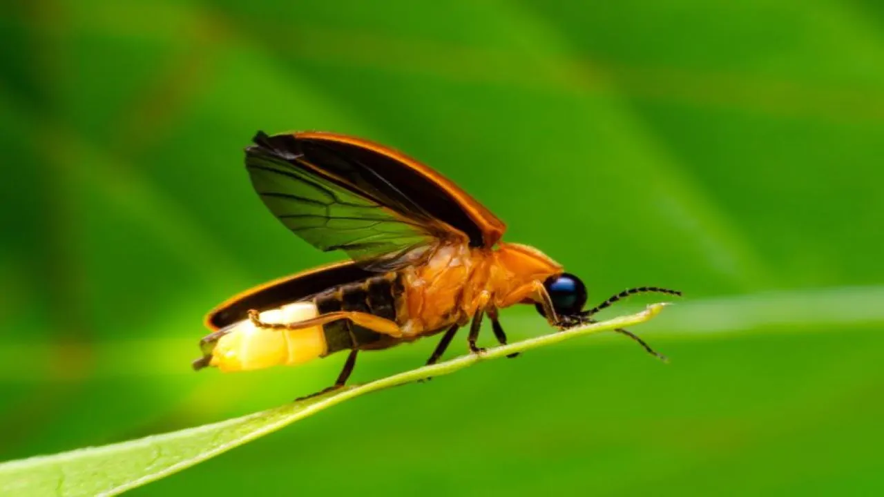 حشرات شب تاب — ویدیوی علمی