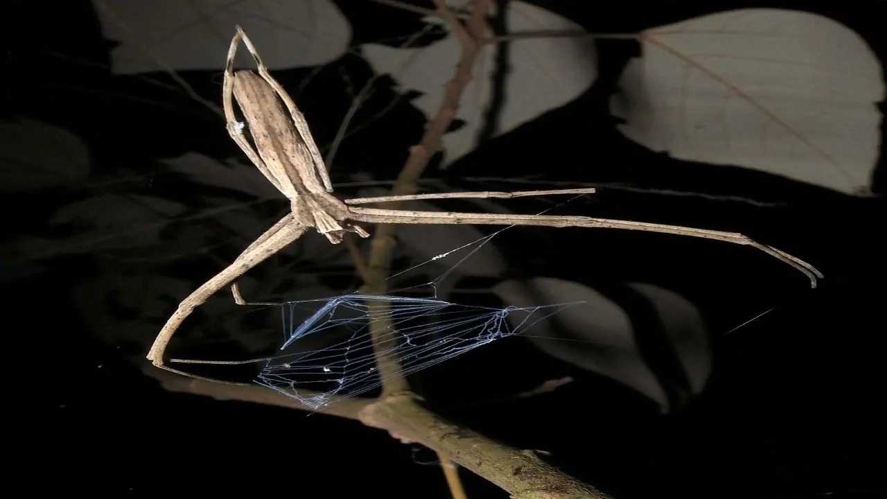 عنکبوت تارافکن — ویدیوی علمی
