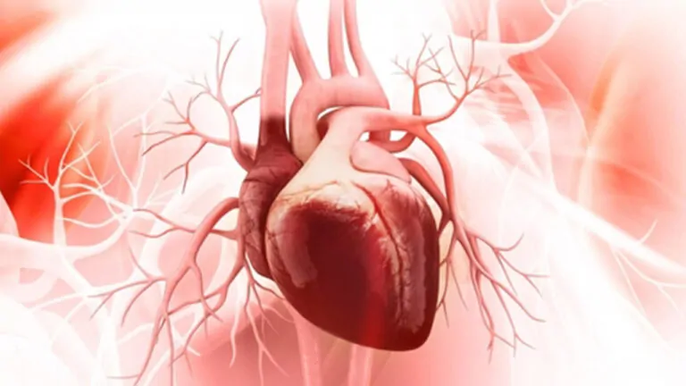 قلب چگونه کار می کند؟ — به زبان ساده