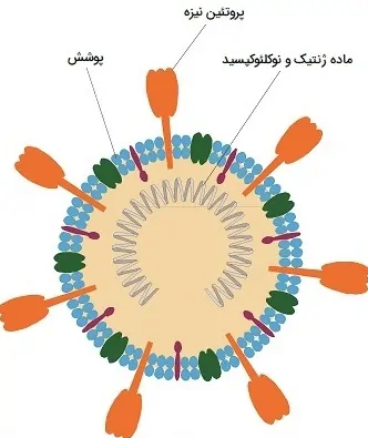 ساختار ویروس کرونا
