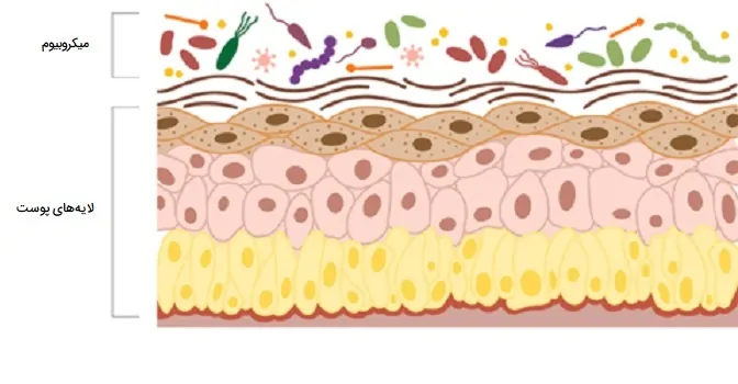 میکروبیوم پوست