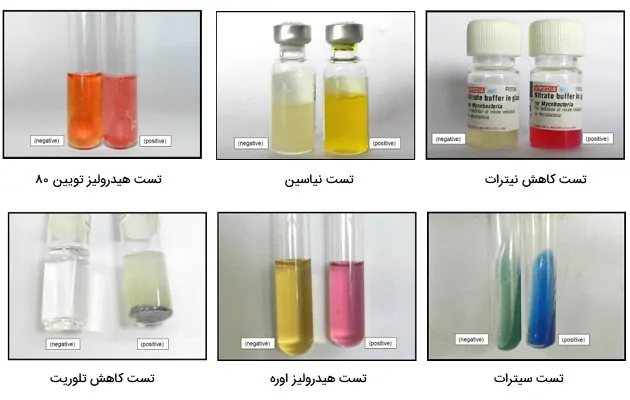 تشخیص بیوشیمیایی باکتری ها