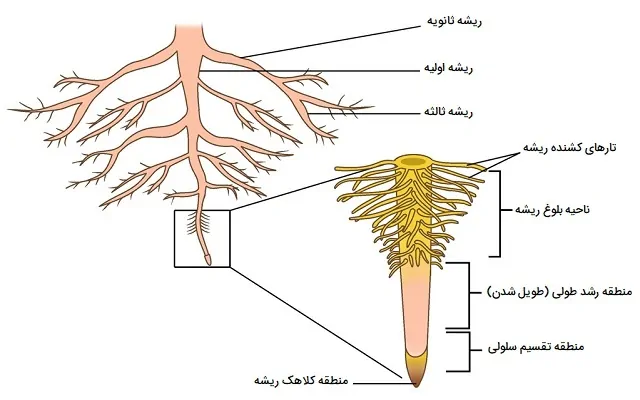 بخش های مختلف ریشه