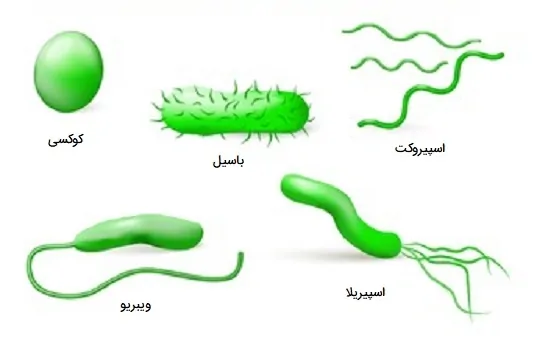 انواع باکتری بر اساس شکل