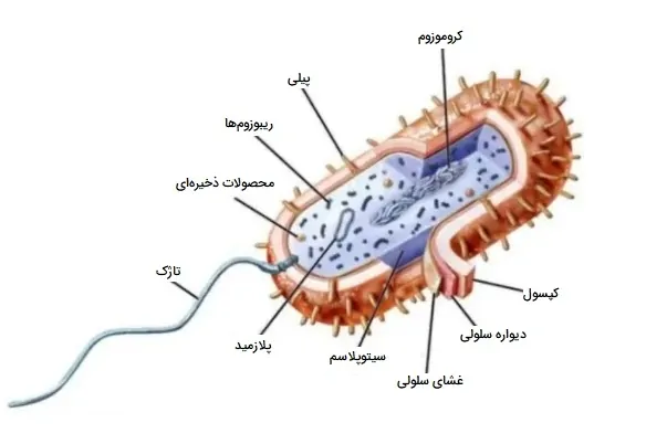 ساختار باکتری