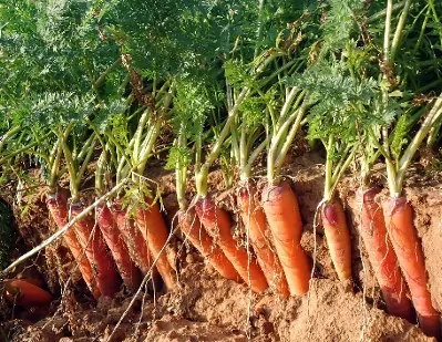 هویج ریشه است
