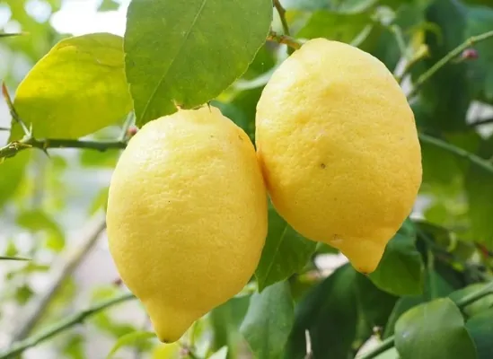 کشت لیمو در گلخانه