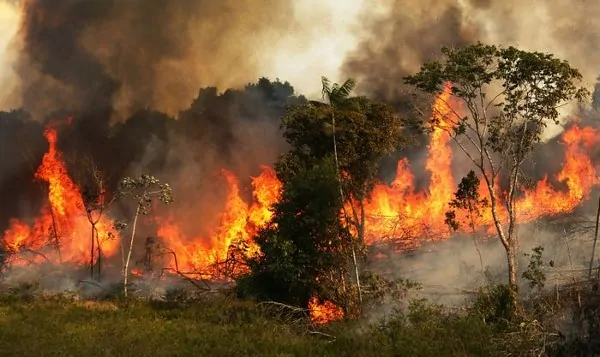 آتش سوزی در جنگل ها