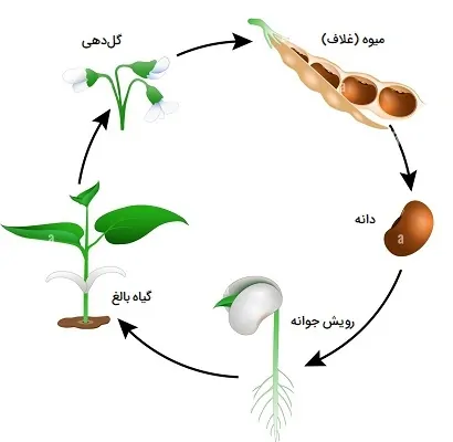 مرحله گلدهی و تولید میوه