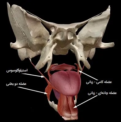 عضلات بیرونی زبان