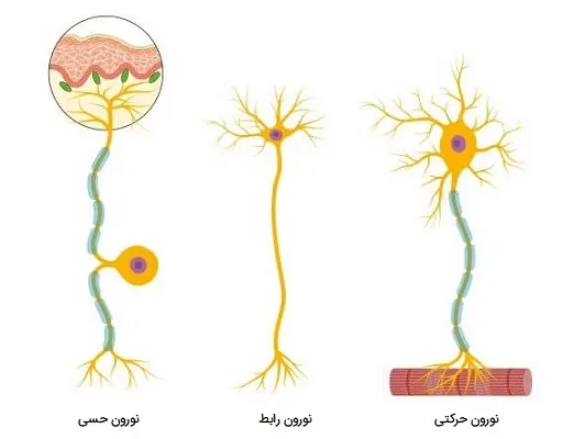 انواع نورون ها بر اساس کار