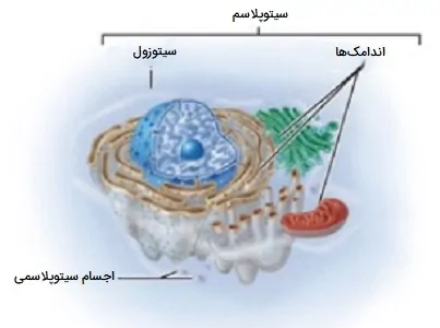 سیتوپلاسم سلول جانوری