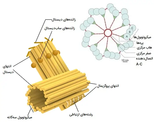 ساختار سانتریول