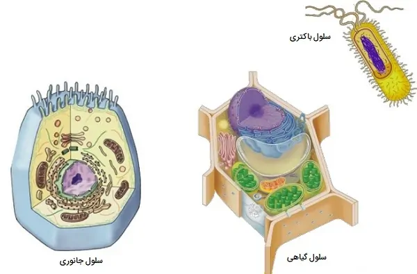 اندامک سلولی