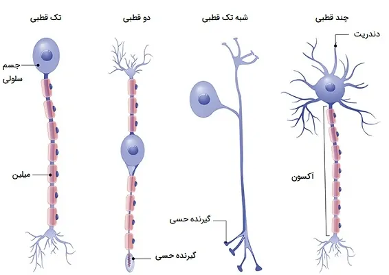 انواع نورون ها از لحاظ ساختاری