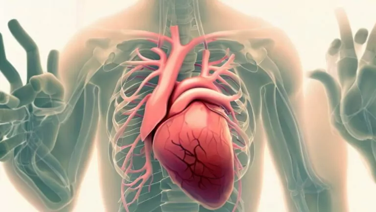 فیزیولوژی قلب و دستگاه گردش خون — به زبان ساده