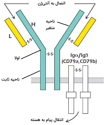 ساختار گیرنده آنتی ژنی لنفوسیت B