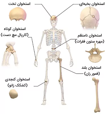 انواع استخوان اسکلت انسان