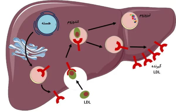 ورود کلسترول LDL به سلول های کبدی