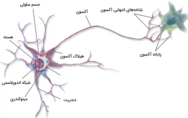 قسمت های مختلف سلول عصبی